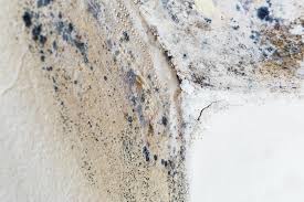 Professional Mold Prevention & Removal  in Harleigh, PA